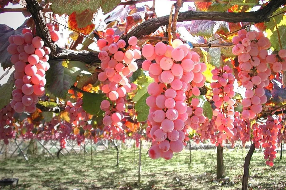 Japanese Koshu Grape Cuttings 5 Pieces Unrooted Vitis Vinifera for Rooting or Grafting