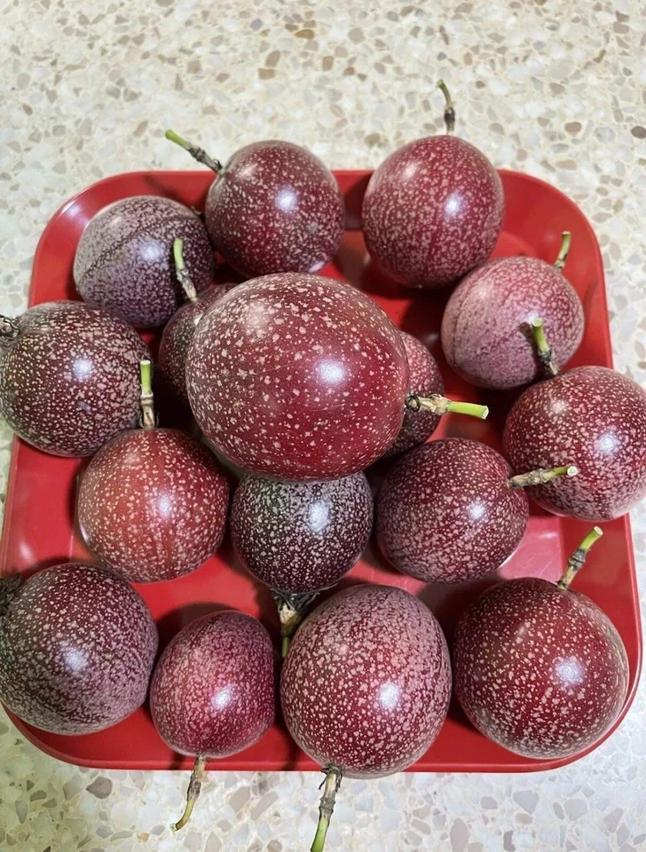 Passiflora edulis Passion Fruit Cuttings – 10 Fresh 8–10” Vine Pieces, Unrooted Plant Material for Growing Tropical Fruit Vines
