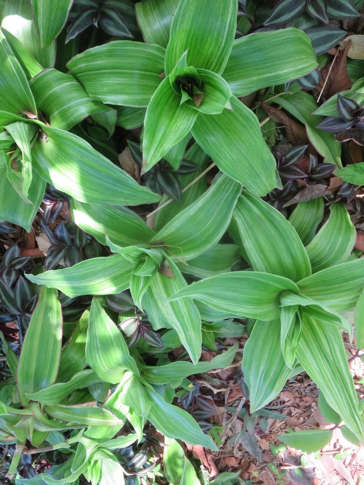 Variegated Callisia fragrans – 2 Basket Plant Pups, Fresh Starter Plants, Easy Indoor Trailing Houseplant