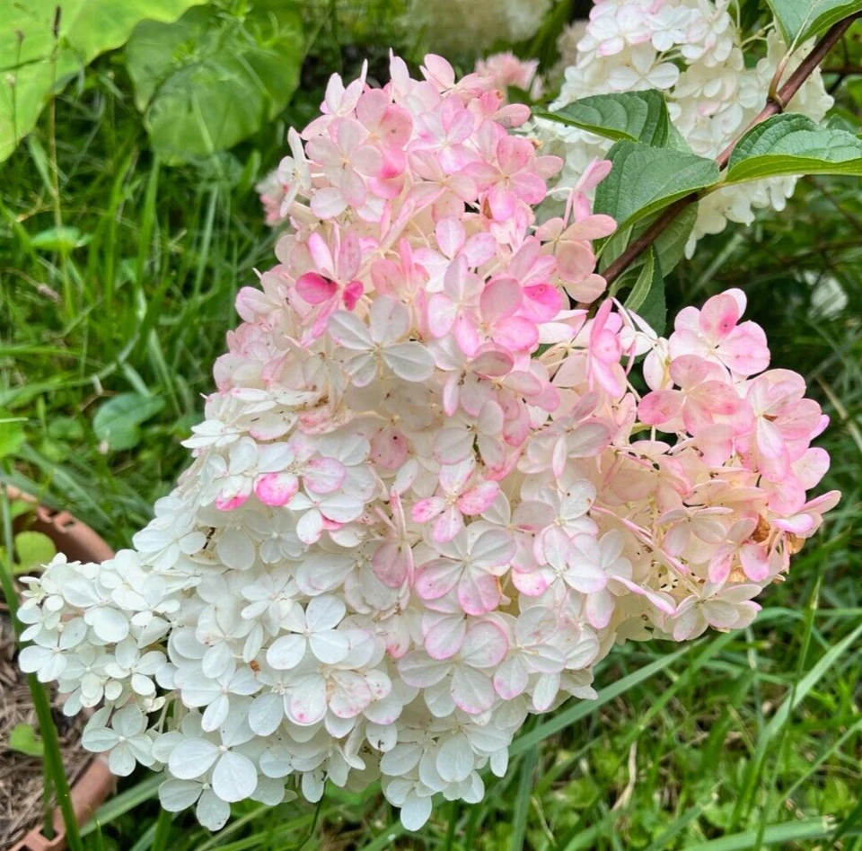 Vanilla Strawberry Hydrangea Cuttings Unrooted, Hydrangea paniculata Bush Cuttings for Propagation Bulk Set