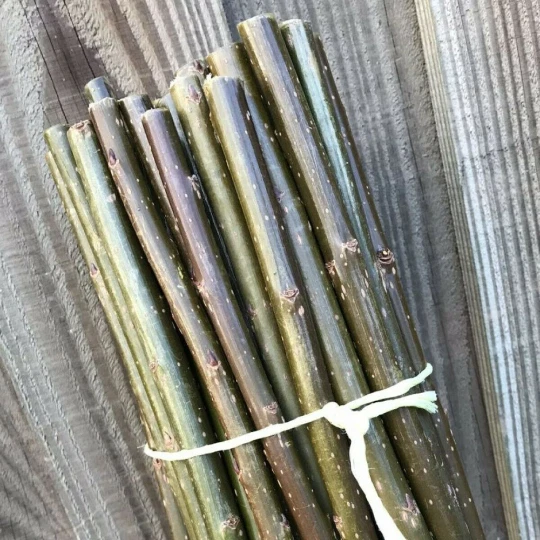 Pear Tree Cuttings – 12 Fresh Organic Scions for Grafting or Rooting, Live Pyrus Wood (No Roots)