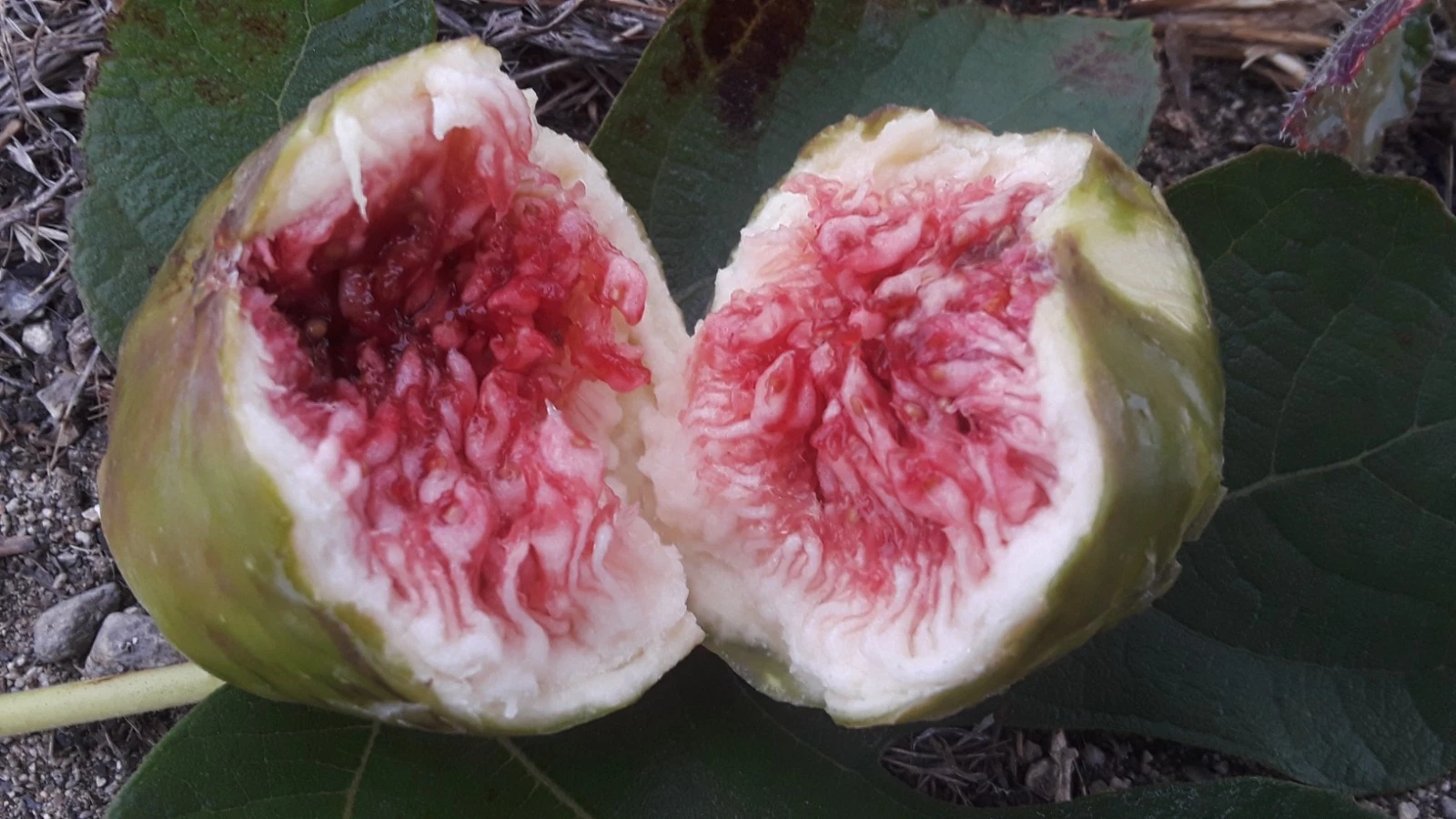 White Adriatic Fig Tree Cuttings – 5 Fresh Unrooted Ficus carica Scions for Propagation, Outdoor Fruit Tree