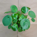Pilea Peperomioides Chinese Money Plant – Live Indoor Houseplant in 4 Inch Pot
