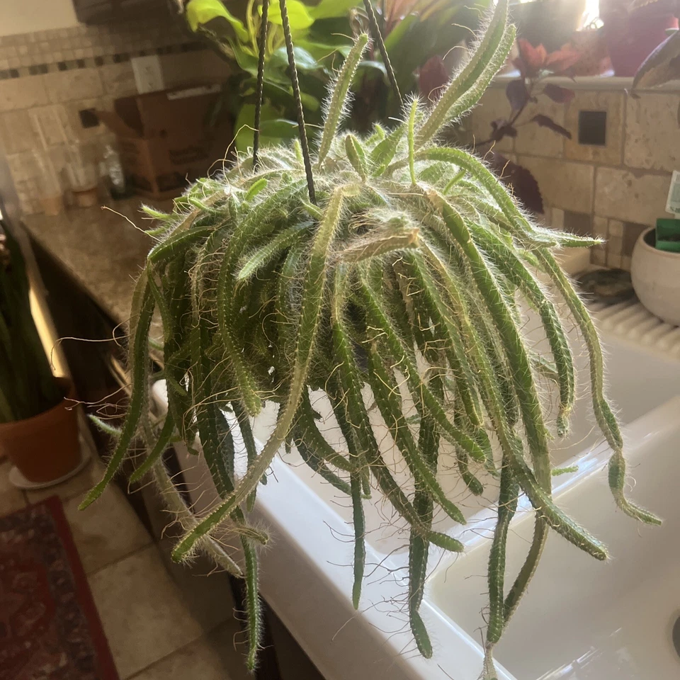 Dog Tail Cactus Unrooted Cuttings – 3 Aporocactus flagelliformis Trailing Succulent Cuttings for Propagation