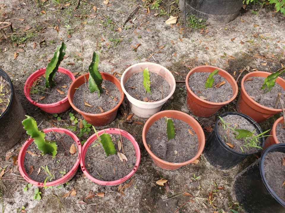 American Beauty Red Dragon Fruit Cuttings – 3 Live Unrooted Pitaya Stems, Organic Grown Cactus Plant Ready to Root