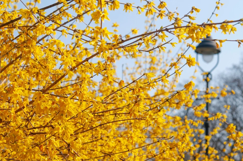 Golden Forsythia Cuttings for Planting – Hardy Ornamental Shrub Stems for Hedge or Landscape, Unrooted