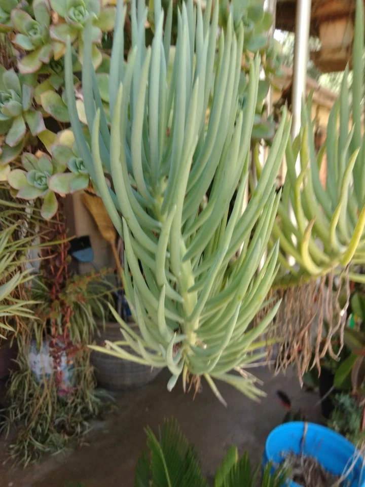 Blue Chalk Sticks Succulent Cuttings – 2 Senecio mandraliscae Live Succulent Cuttings for Propagation