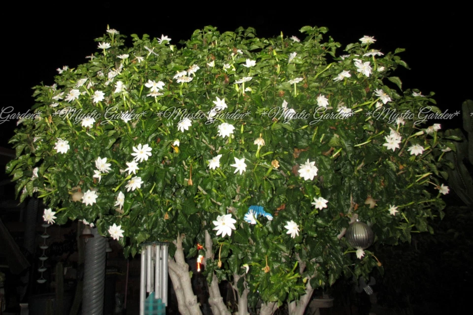 Gardenia Thunbergia Seed Pods Fresh, 2 South African Flowering Shrub Pods for Planting