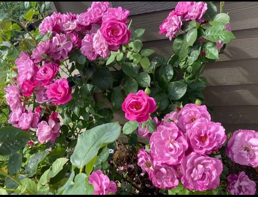 Heirloom Hybrid Tea Rose Cuttings Unrooted Mauve Blooms, Fresh Rose Stems for Propagation 5–8 Inch Set of 4