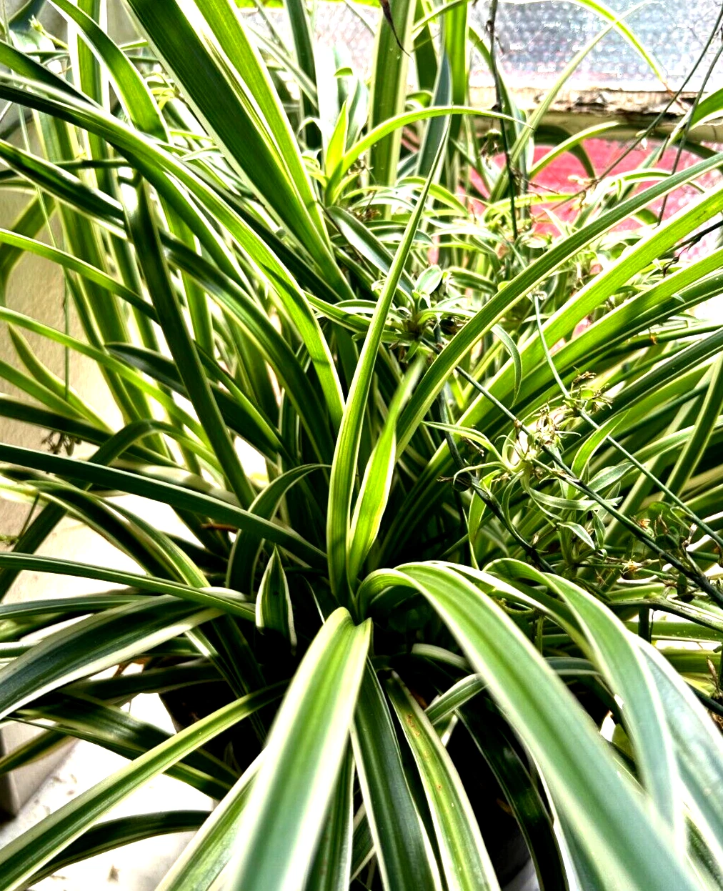 Green Spider Plant Cuttings Live, Reverse Variegated Pattern, 3 Rooted Cuttings Ready to Grow