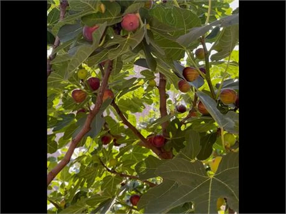 Hardy Chicago Fig Cuttings – Bulk Lot of 20 Ficus carica Unrooted Cuttings for Propagation
