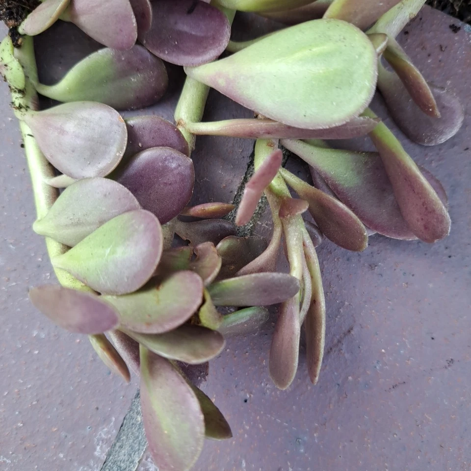Trailing Jade Succulent Cuttings – 3 Unrooted Senecio Jacobsenii Cuttings, Cascading Green Succulent for Propagation