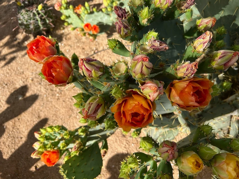 Opuntia Orange Jubilee Prickly Pear Pad Cutting 1 Piece Unrooted Live Cactus Segment