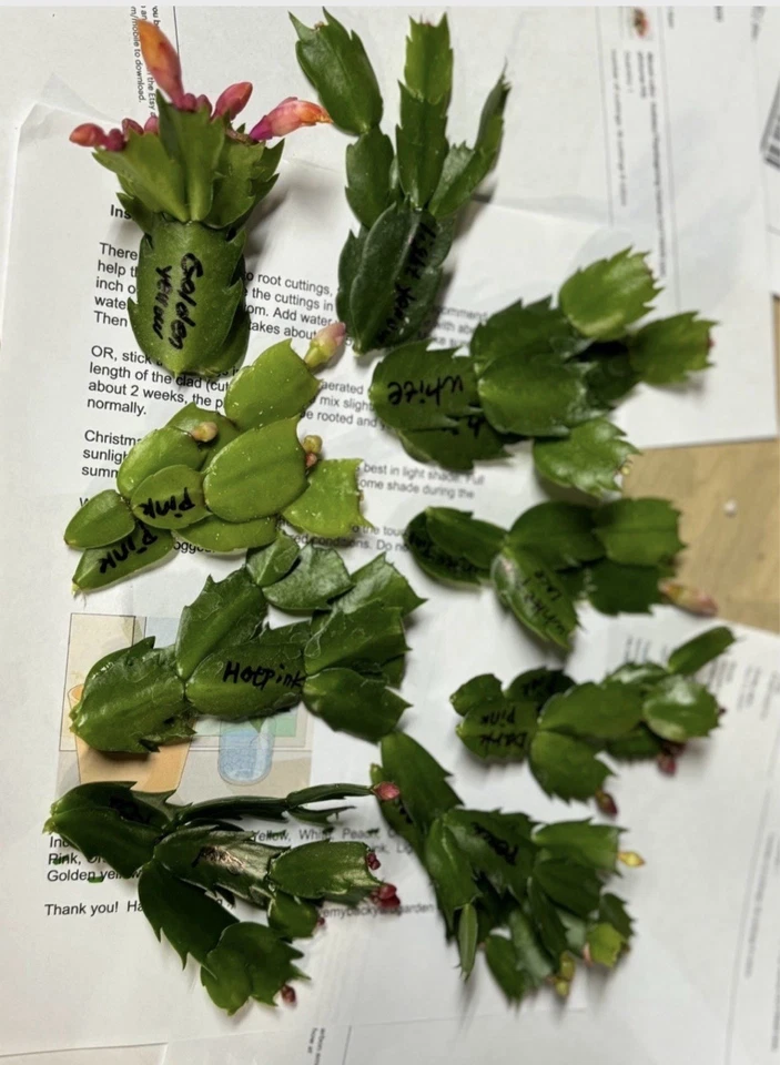 Christmas Cactus Cuttings – 12 Live Schlumbergera Cuttings, Mixed Flower Colors, Holiday Cactus for Planting