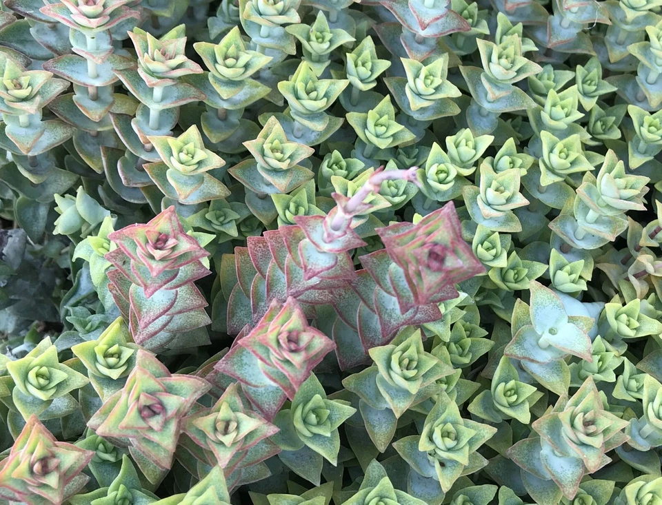 Crassula Perforata Variegata Cuttings – 15 Live String of Buttons Succulent Cuttings for Propagation