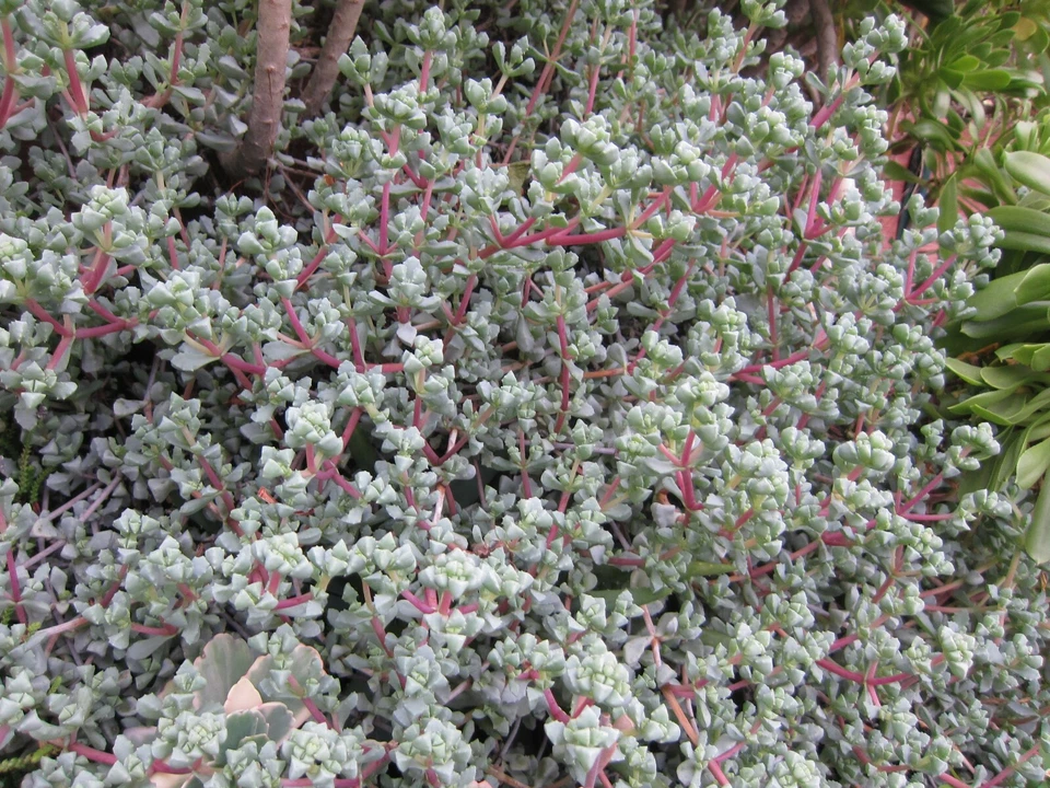 Lampranthus deltoides Ice Plant Cuttings for Planting – 8 Unrooted Vygie Violet Succulent Cuttings