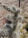 Silver Cholla Branches – Cylindropuntia echinocarpa 15–30 Dried Pieces for Crafts, Displays & Desert Décor