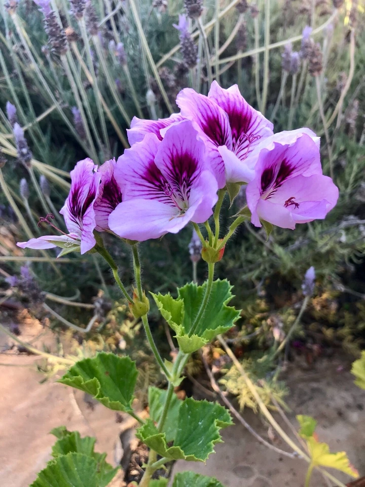 Lavender Purple Regal Geranium Pelargonium 6 Inch Live Cutting, Fancy Flowering Plant for Rooting and Containers