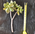 Crassula Ovata Jade Succulent Live Cutting 12 Inch Healthy Plant Starter