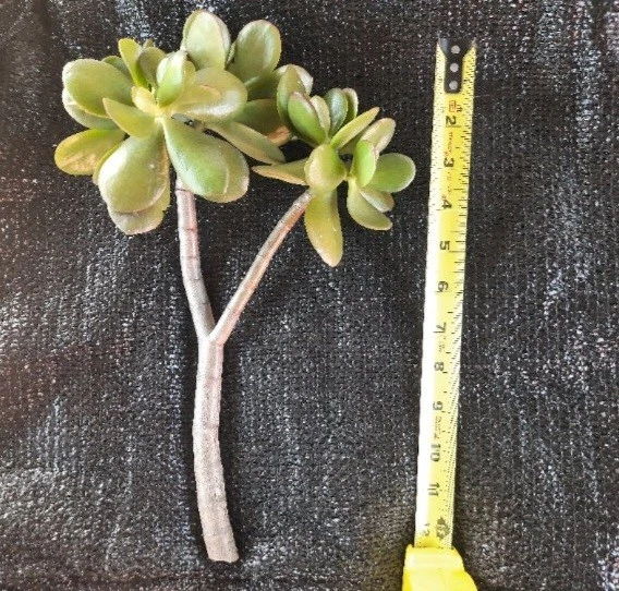 Crassula Ovata Jade Succulent Live Cutting 12 Inch Healthy Plant Starter