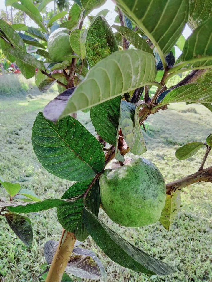 Guava Tree Cuttings Unrooted, Psidium guajava Scions 4–5 Inch for Rooting or Grafting Set of 3