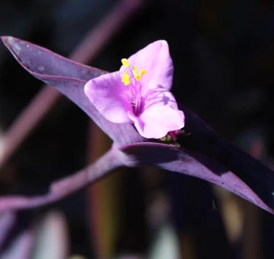 Purple Heart Wandering Jew Cuttings – Tradescantia Pallida Live Plant Cuttings for Indoor Propagation