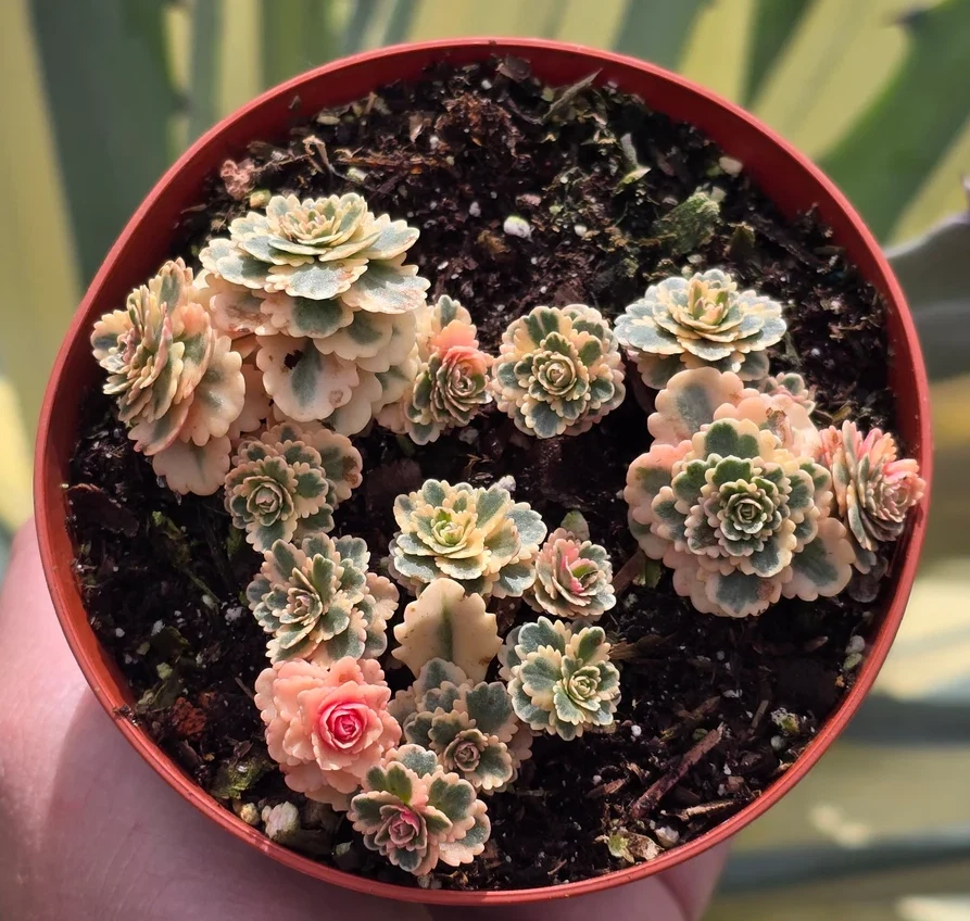 Sedum Atlantis Variegated – Live Takesimense Succulent in 2in Pot, Variegated Garden Stonecrop Plant