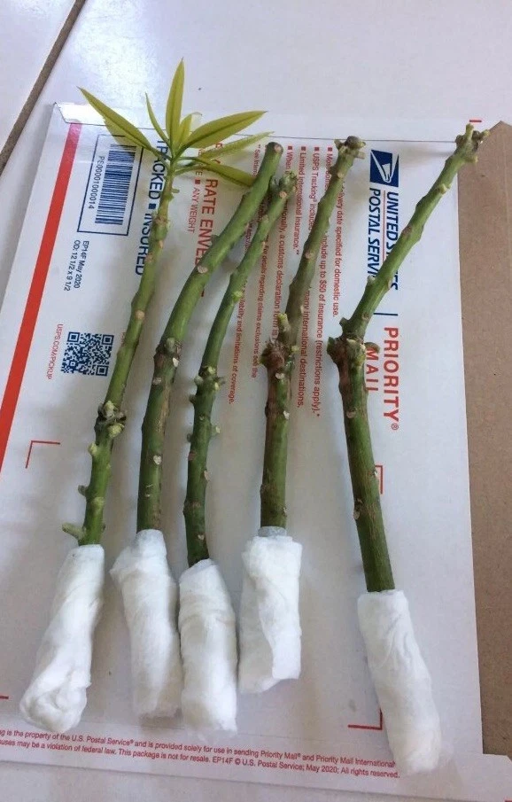 Mango Xoai Tuong Scions – 5 Elephant Mango Cuttings for Grafting, Mangifera Indica Variety