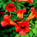 Red Trumpet Vine Cuttings - 10 Organic Hummingbird Attracting Cuttings - Campsis radicans