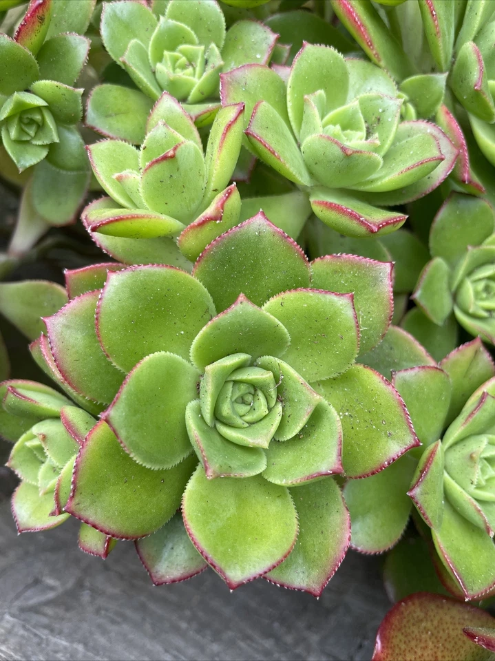 Aeonium Pinwheel Succulent Cuttings – 5 Unrooted Aeonium arboreum Cuttings 3 Inch Rosettes for Propagation