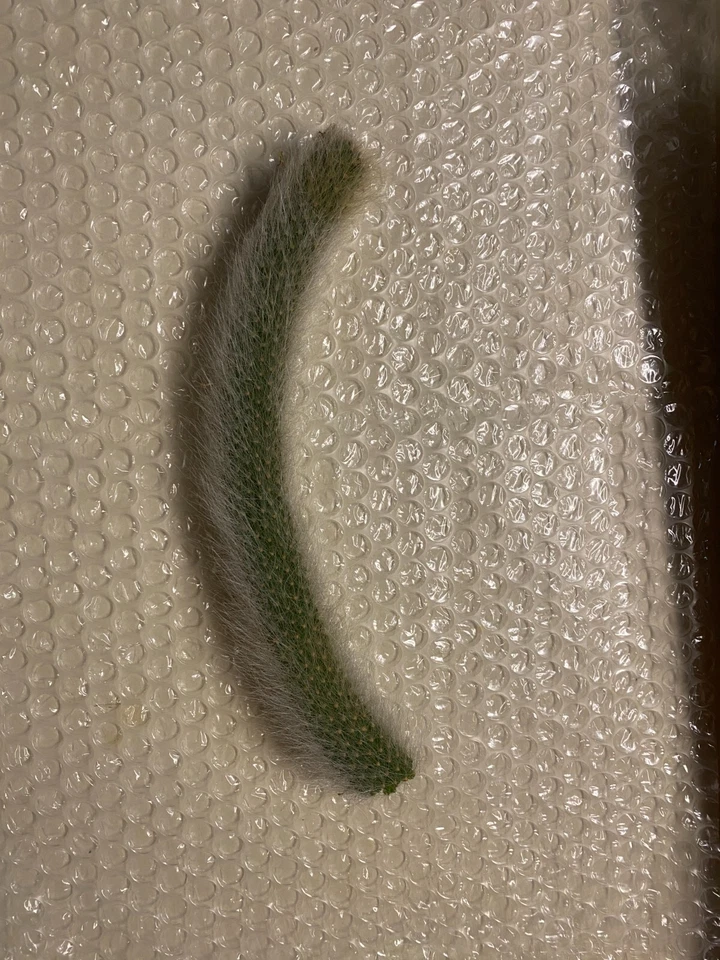 Monkey Tail Cactus Cutting – 8 Inch Unrooted Segment – Trailing Fuzzy Succulent Plant