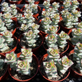 Crassula Perforata Succulent Plant Live, Rooted String of Buttons in 4 Inch Planter