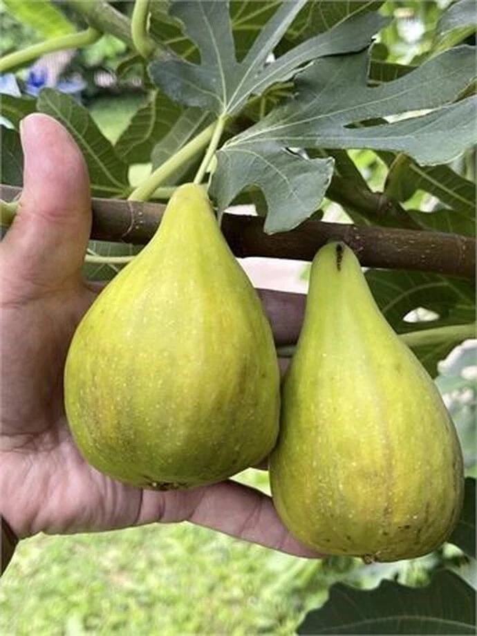 Dalmatie Fig Tree Cutting 8+ Inches Long with 3 Nodes, Hardy Fig Cutting for Rooting and Propagation