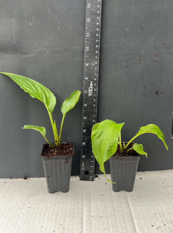 Black Bat Flower Tacca Chantrieri – Small Rooted Starter Plant – Tropical Black Lily
