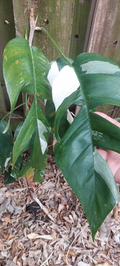Epipremnum Pinnatum Variegated Cutting Live, Marble Foliage Indoor Vine Houseplant Cutting