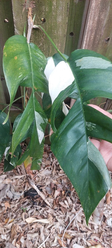 Epipremnum Pinnatum Variegated Cutting Live, Marble Foliage Indoor Vine Houseplant Cutting