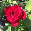 Kashmir Rose Cuttings Live, 6 Unrooted Rose Cuttings for Propagation Red Flowering Shrub
