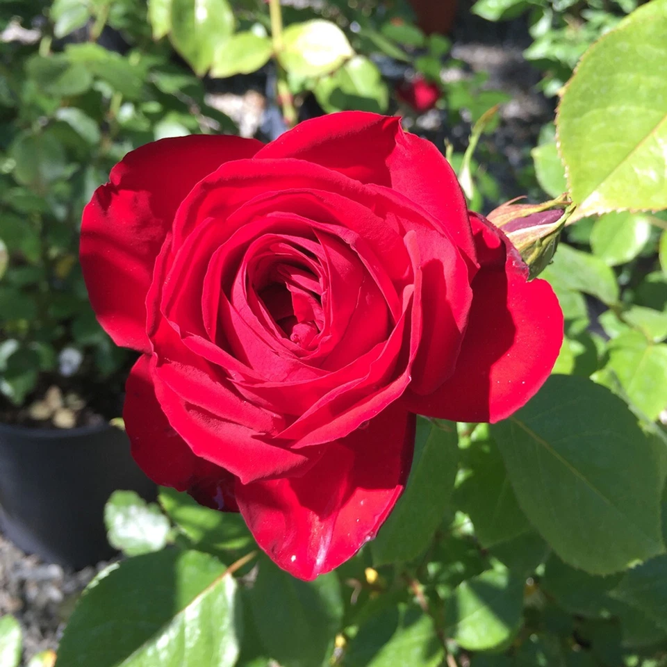 Kashmir Rose Cuttings Live, 6 Unrooted Rose Cuttings for Propagation Red Flowering Shrub