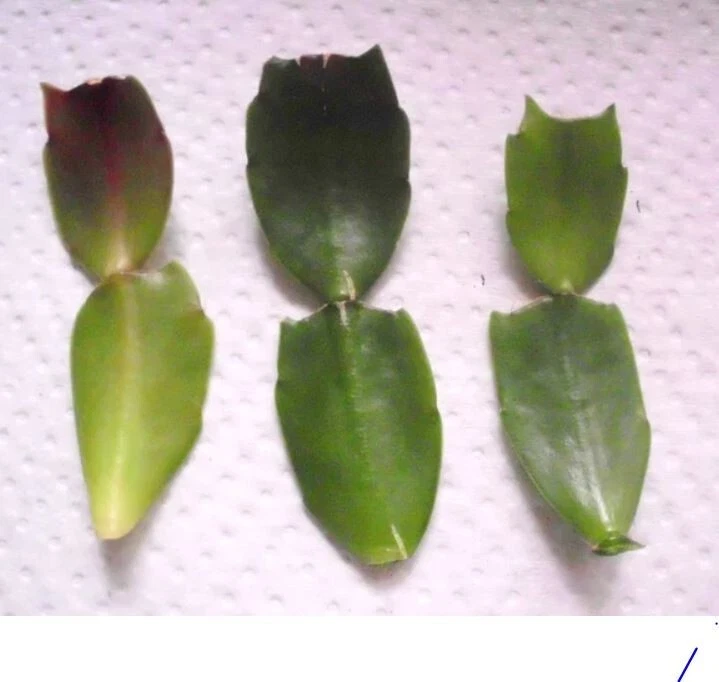 Thanksgiving Cactus Cuttings Schlumbergera truncata White, 3 Fresh Segments Unrooted Holiday Cactus for Propagation