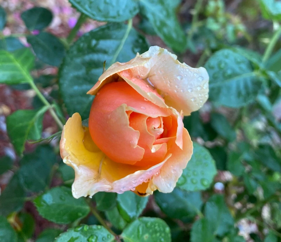 Yellow Apricot Rose Cuttings Unrooted, Rosa Flower Cuttings for Rooting or Grafting Set of 5