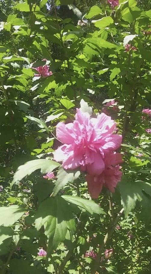 Double Pink Rose of Sharon Cuttings, Althea Hibiscus syriacus Unrooted Shrub Cuttings for Rooting Set of 3