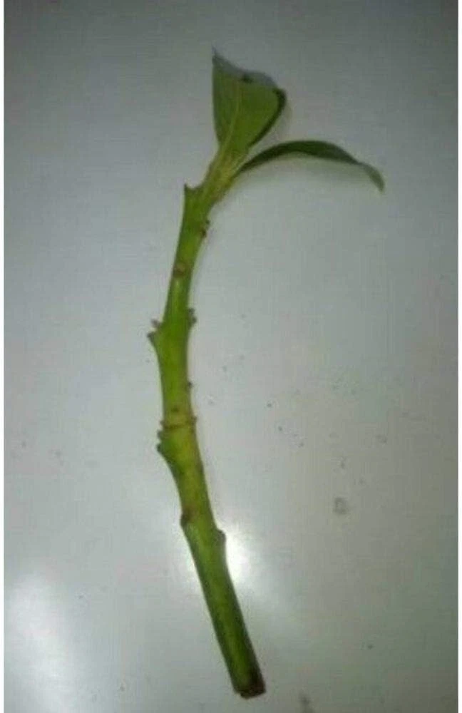 Fuerte Avocado Scion Cuttings for Grafting – 4 Fresh Avocado Cuttings from Productive Tree