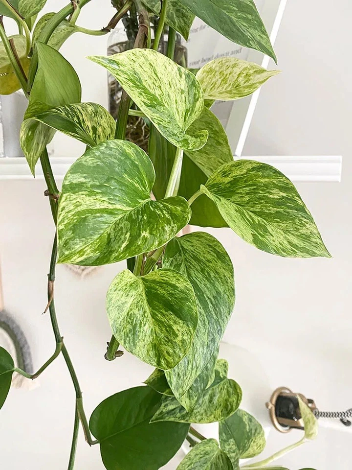 Marble Queen Pothos Cuttings – 4 Unrooted Epipremnum Aureum Cuttings Shipped in Sphagnum Moss, Variegated Houseplant