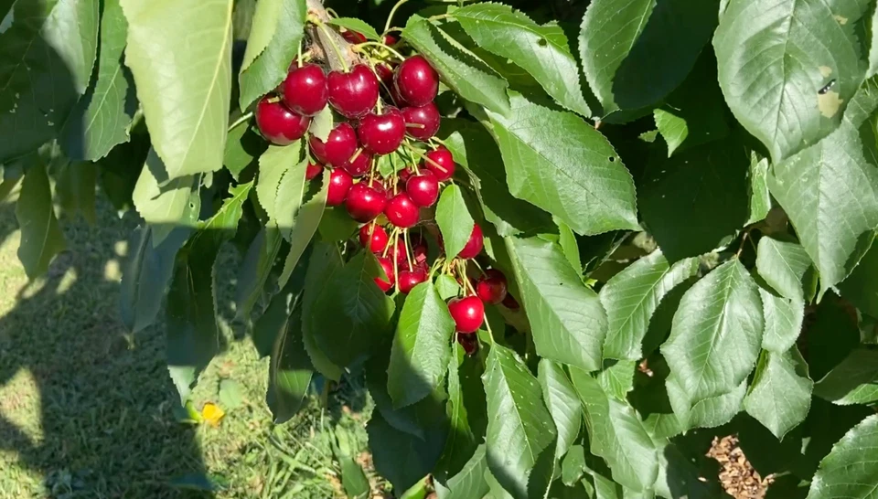 8 Stella Cherry Tree Cuttings – Prunus avium ‘Stella’ – Fresh Unrooted 6–8 Inch Cuttings for Propagation