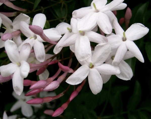 Pink Star Jasmine Cuttings – 5 Fresh Unrooted Stems for Rooting – Fragrant Flowering Vine Starter Plants