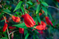 Malvaviscus arboreus Red Turk’s Cap – 6 Live Cuttings, Sleeping Hibiscus, Easy-Rooting Flowering Shrub Starter Plants