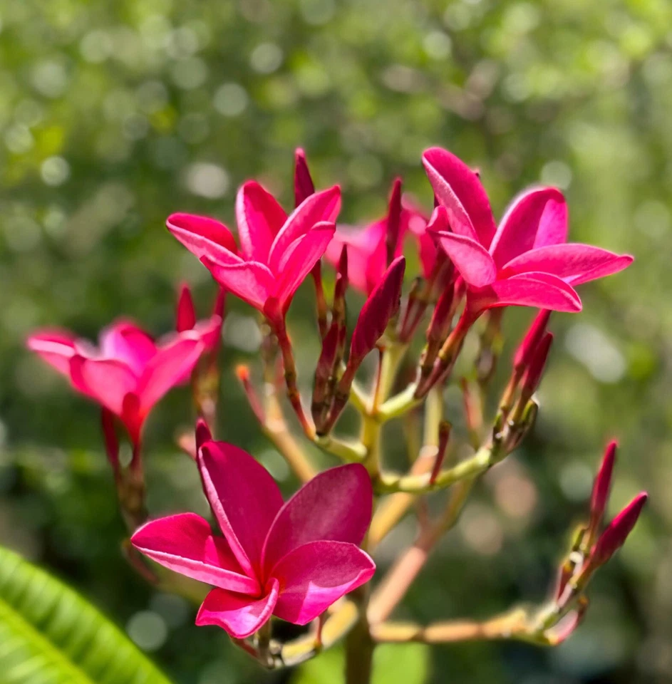 Pink Plumeria Cutting – 6–8" Frangipani Stem, Hawaiian Tropical Flowering Plumeria for Growing & Rooting