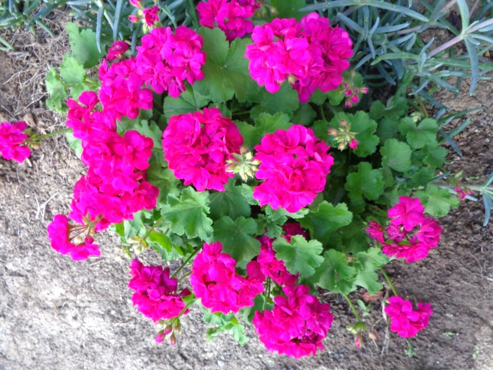 Magenta Geranium Starter Cuttings – 3 Fresh Live Pelargonium Cuttings 6 Inches Long for Propagation
