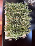 Fresh Rosemary Cuttings – 10 Organic Stems, Live Rosmarinus officinalis for Planting, Cooking & Garden Propagation