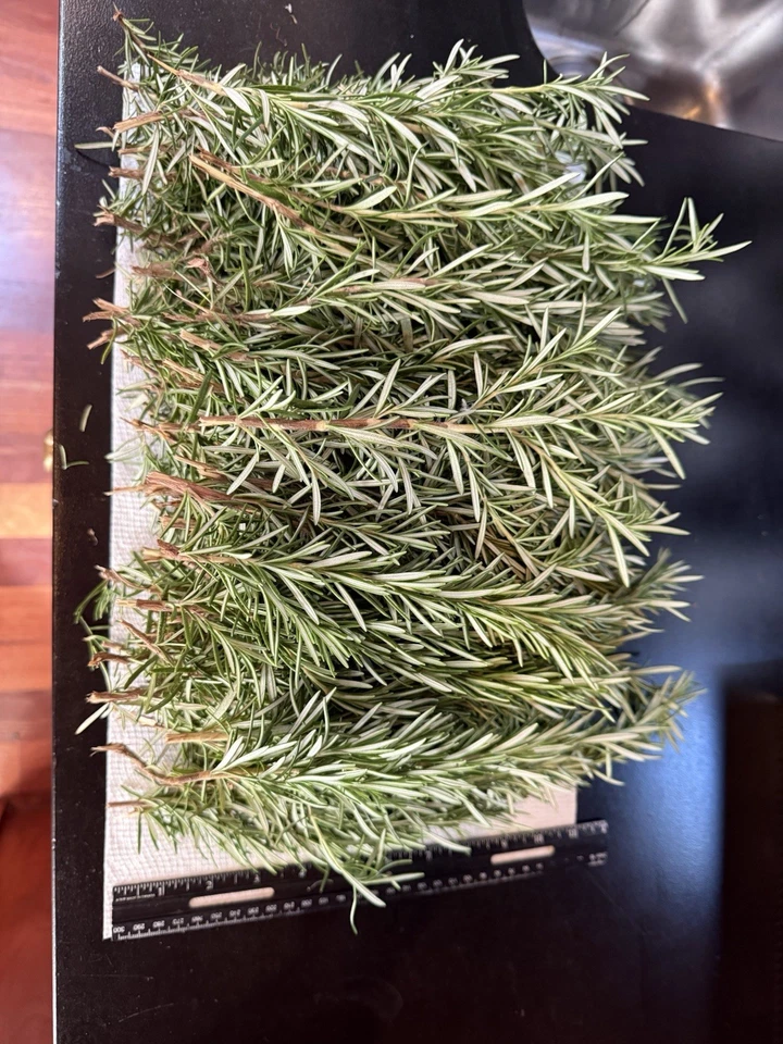 Fresh Rosemary Cuttings – 10 Organic Stems, Live Rosmarinus officinalis for Planting, Cooking & Garden Propagation